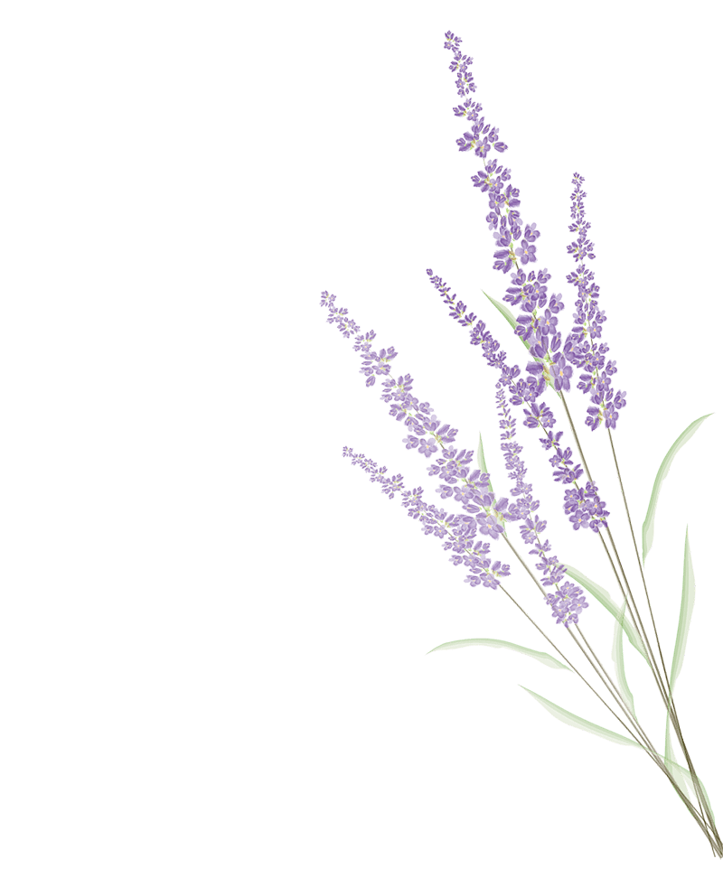 Lavander Contacto Flor de lavanda