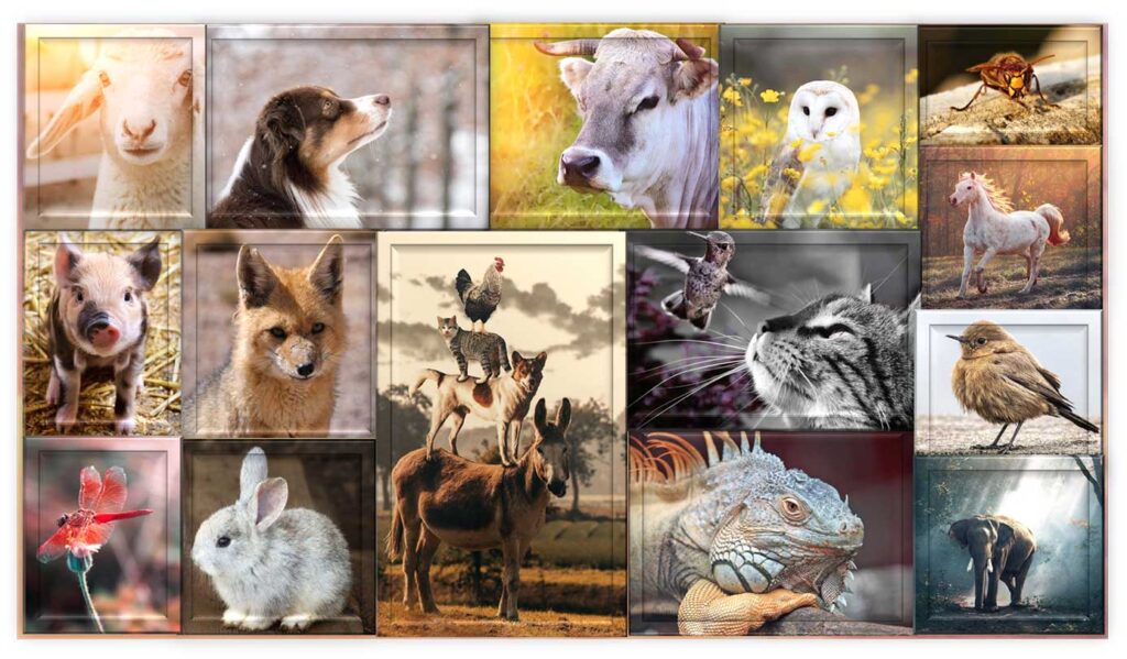 Animales varios