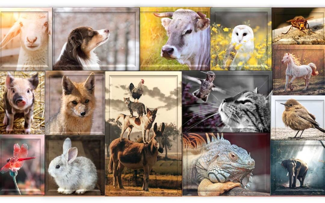¿Qué nos enseñan los animales?