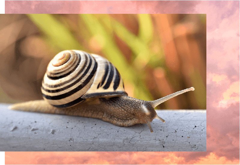 Qué-nos-enseñan-los-animales Qué-nos-enseñan-los-animales