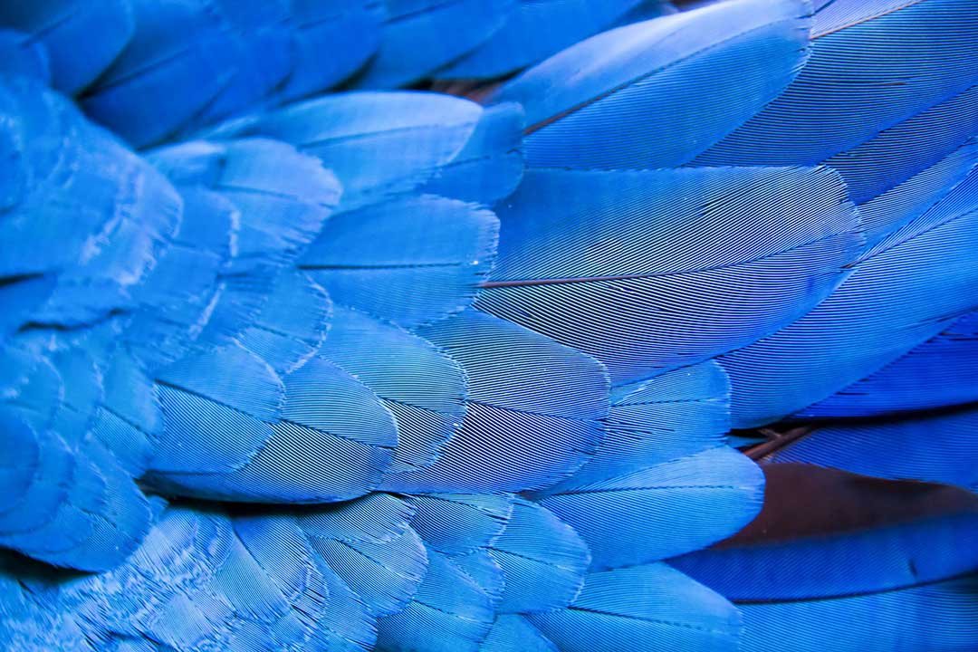 Arcángel Miguel